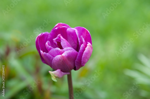 Wallpaper Mural Closeup of a beautiful single tulip flower Torontodigital.ca