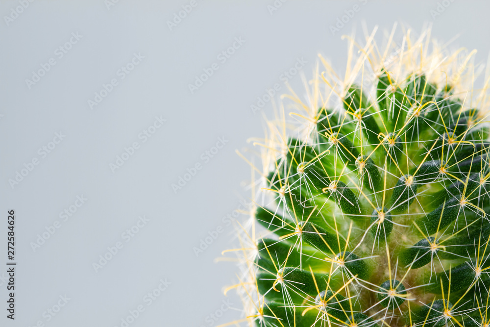 Cactus with long thorns on the light background. Closeup, selective focus