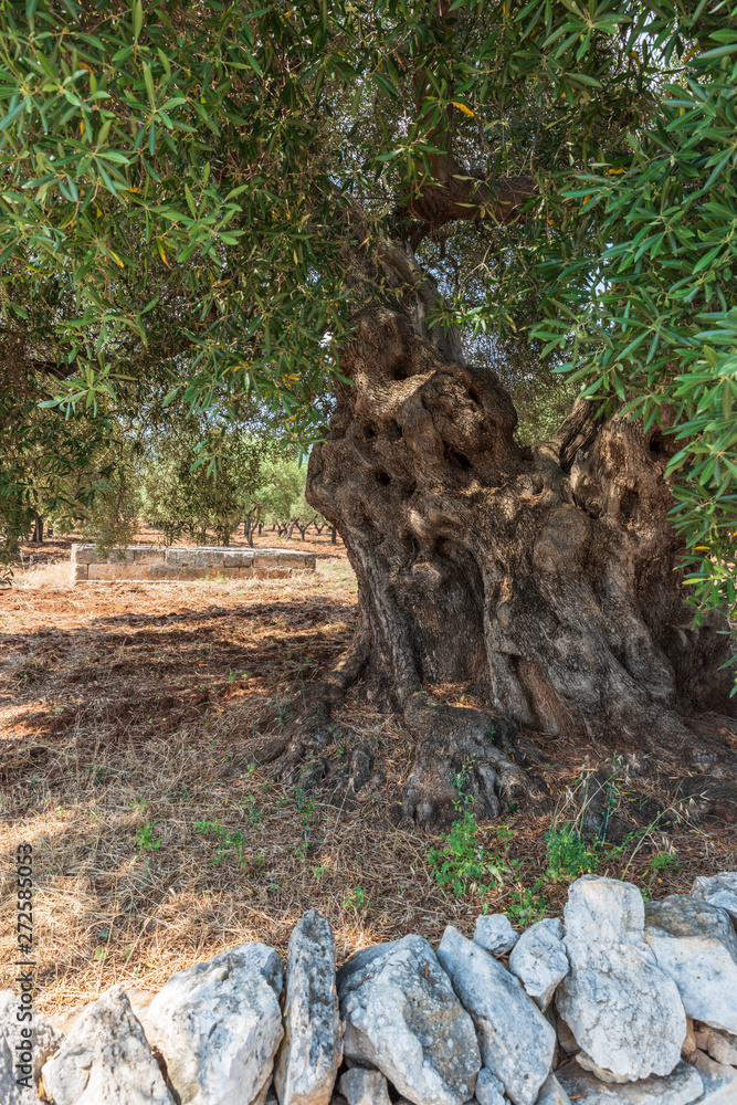Ancient olive trees tell the story of our land. Puglia, Italy. Ancient olive trees tell the story of our land. Puglia, Italy.