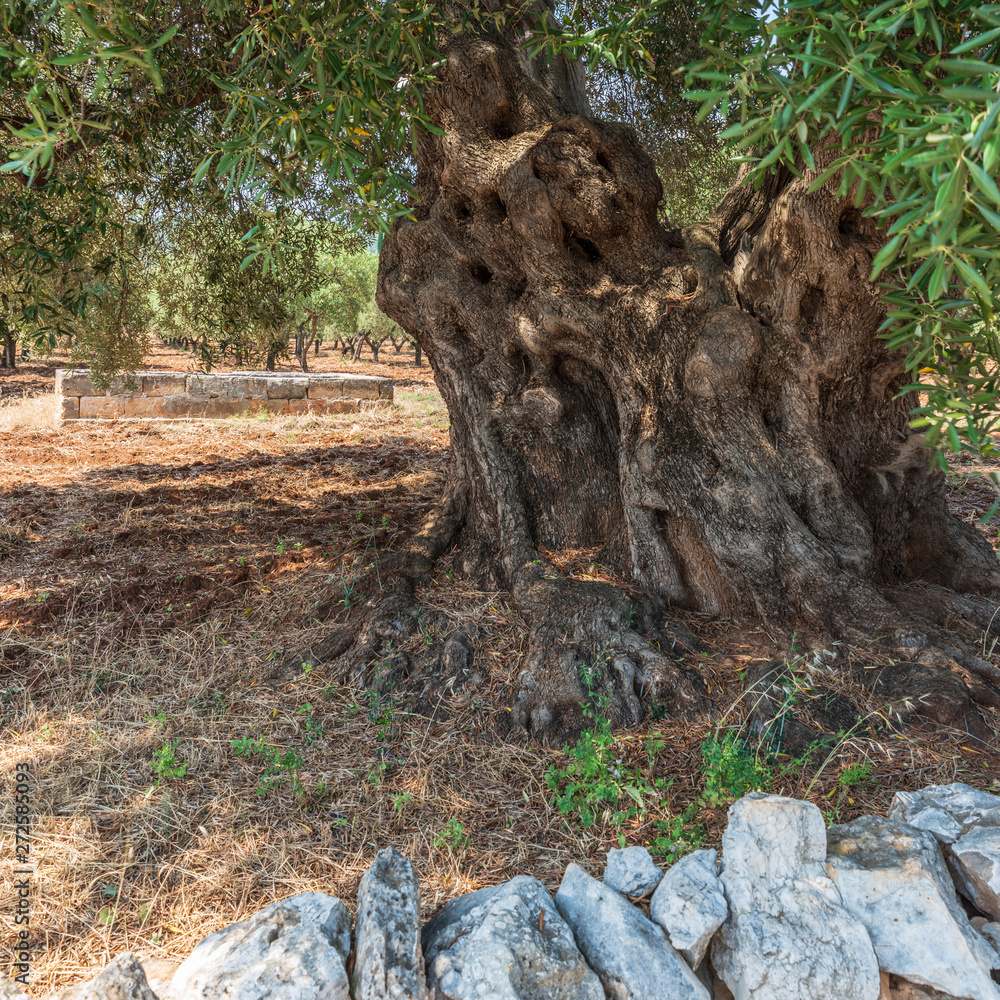 Ancient olive trees tell the story of our land. Puglia, Italy.