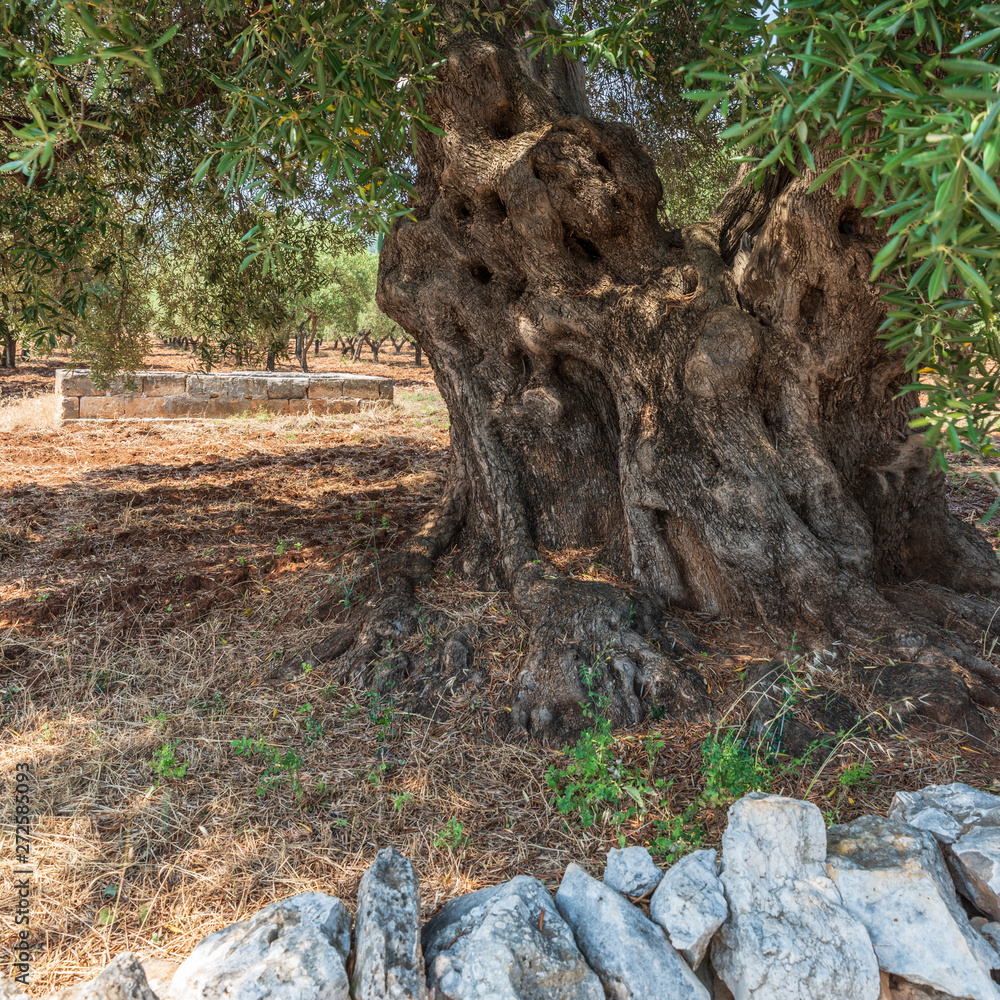 Ancient olive trees tell the story of our land. Puglia, Italy. Ancient olive trees tell the story of our land. Puglia, Italy.