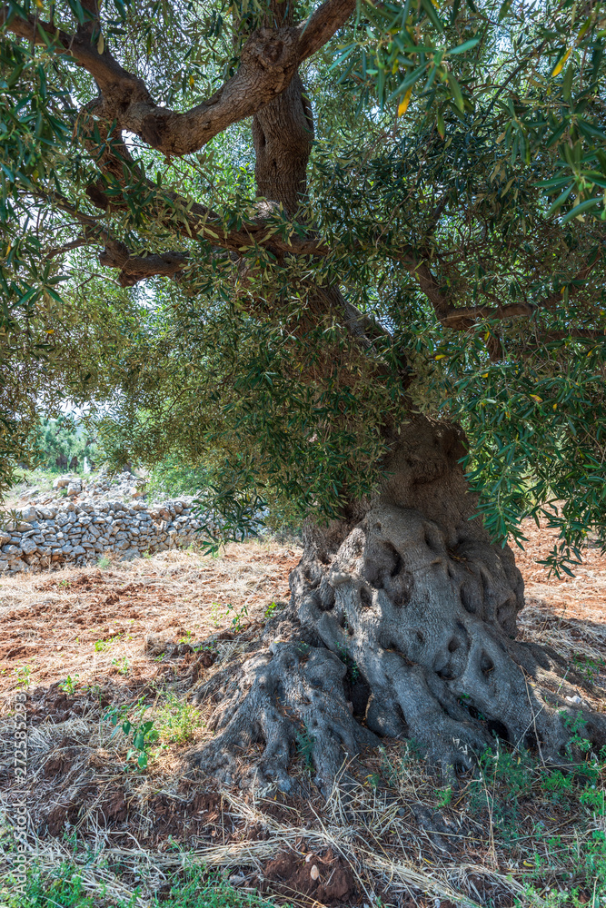 Ancient olive trees tell the story of our land. Puglia, Italy.