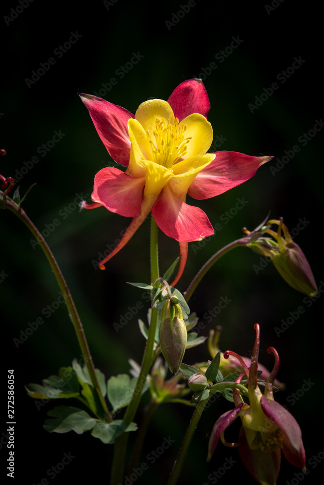 Fototapeta premium Aquilegia