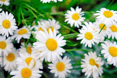Camomile daisy flowers, field flowers, chamomile flowers, summer day. 