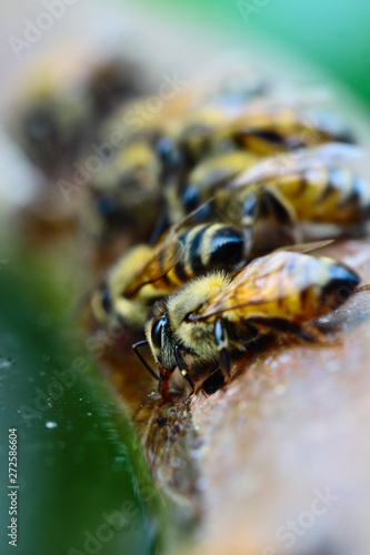 I am thirsty,Bees are drinking water from the basin on midday