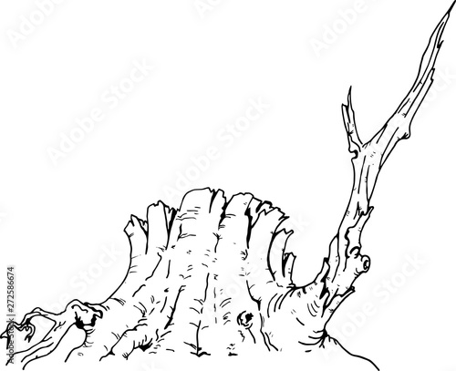 Vector illustration with one big, old tree stump. Done in black contour, isolated on white background.