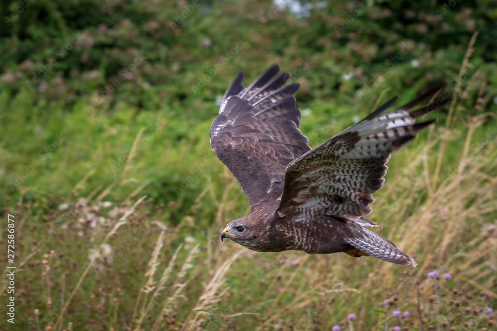 Fototapeta premium Common buzzard (Buteo buteo)