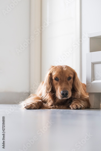 Golden retriever kneeling on the ground