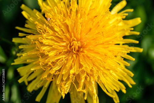 Gelb bl  hender L  wenzahn  Taraxacum sect. Ruderalia 