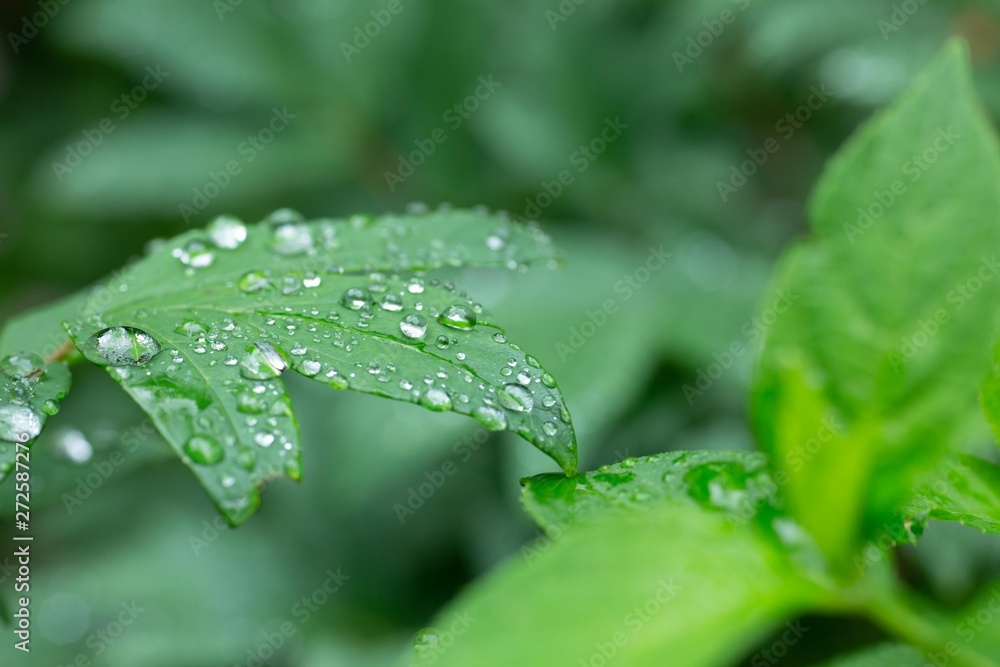 雨上がりに葉っぱにおちた雨の雫 雨上がりに葉っぱにおちた雨の雫