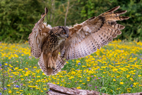Eagle owl  (Bubo bubo) © chris2766