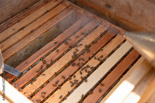 Beekeeper is working with bees and beehives on the apiary.