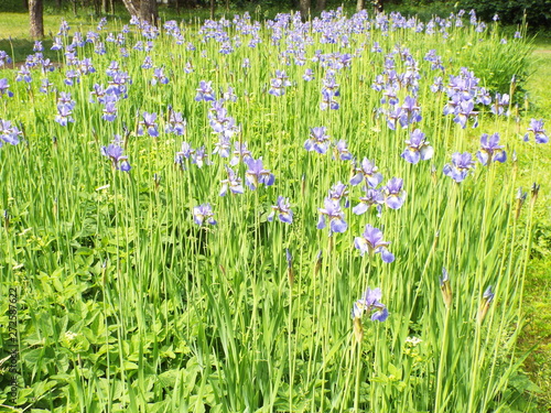 field of iris flowers