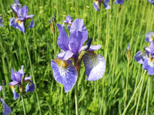 iris flowers in the Park in summer