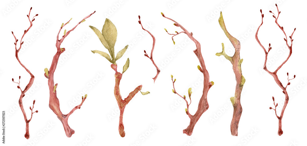 Sakura branches with green leaves watercolor illustration. Blossom petal bouquet 