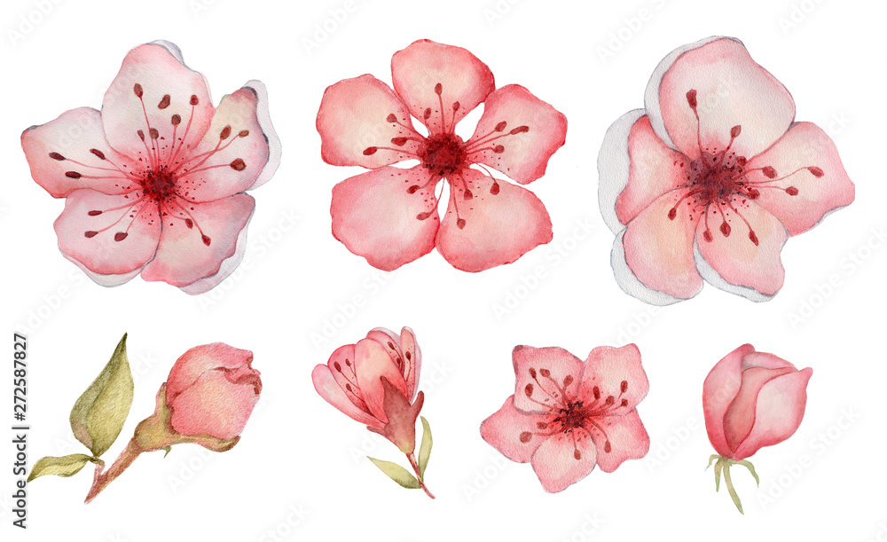 buds and Sakura flowers watercolor elements set