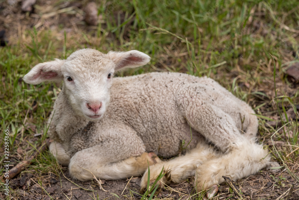 cute baby lamb in a field