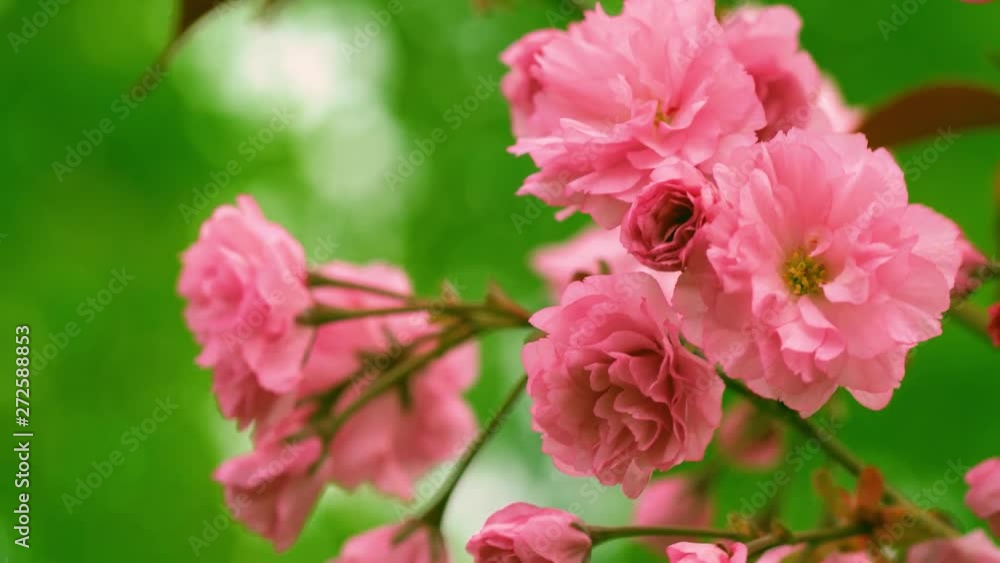 Beautiful floral pink and green 4k video background. Beautiful floral pink and green 4k video background.