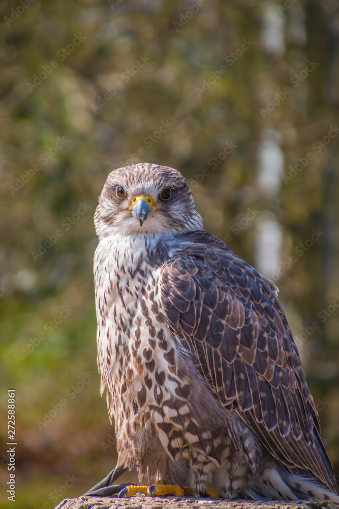  The Saker Falcon, Saker or Greater Hawk (Falco cherrug) is a large hawk of the steppes and woodland steppes of Eastern Europe and Central Asia.