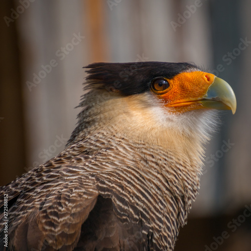 The Falconidae (Falconidae) are an almost worldwide occurring family and order (Falconiformes) of medium-sized birds