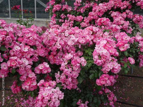                       rose