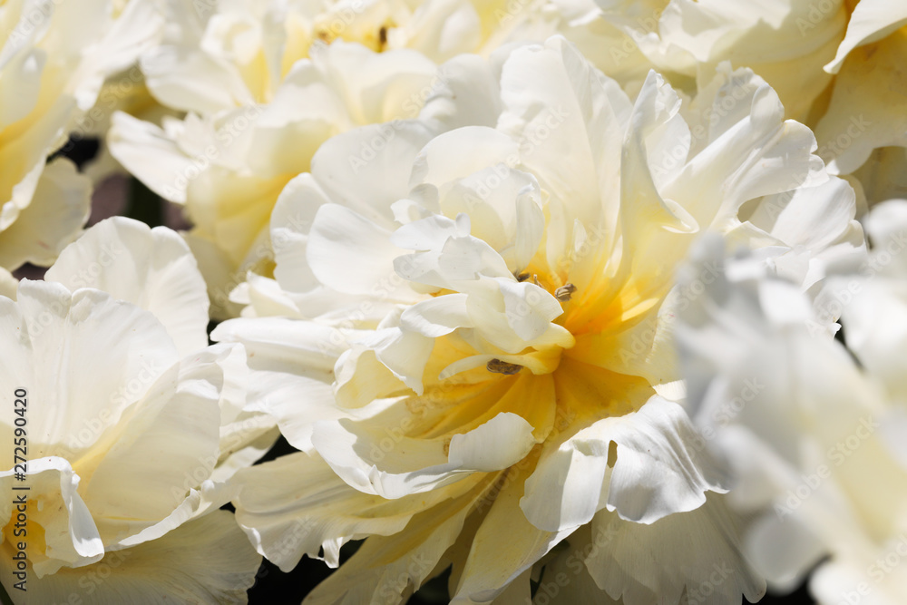 Obraz premium Beautiful bouquet of tulips nature background.