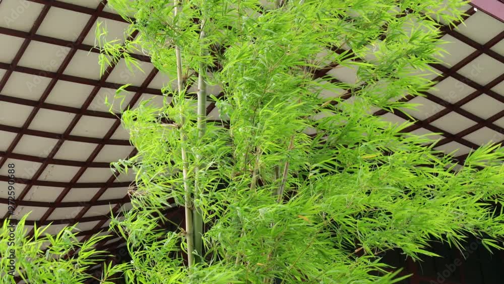 Fresh bamboo tree on Japanese style building ceiling texture Fresh bamboo tree on Japanese style building ceiling texture