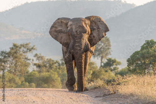 Mud-covered african elephant walking towards the camera in a road