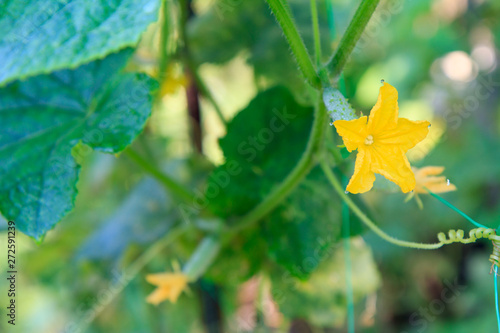 Young cucumber with flower growing on bush