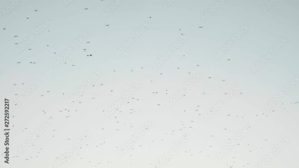 Exploring Naryn in Kyrgyzstan the beautiful untouched landscapes of Central Asia. Huge flock of birds flying at sunset Exploring Naryn in Kyrgyzstan the beautiful untouched landscapes of Central Asia. Huge flock of birds flying at sunset