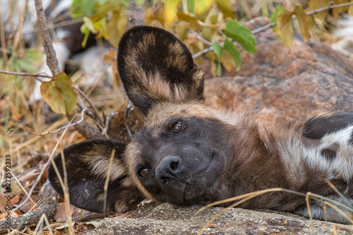 Wild dog, Lycaon Pictus, also called painted dog photo