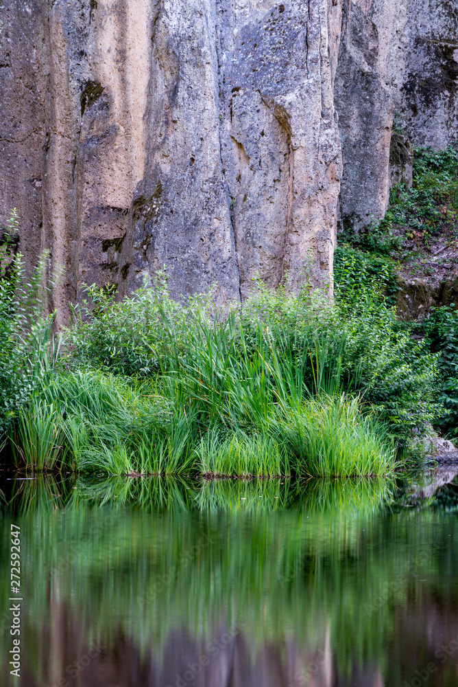 Fresh green leaves reflecting on the water Fresh green leaves reflecting on the water