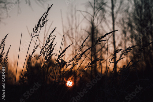Black silhouette of grass against the sunset orange-red sky. Autumn sunset on a grass background.
