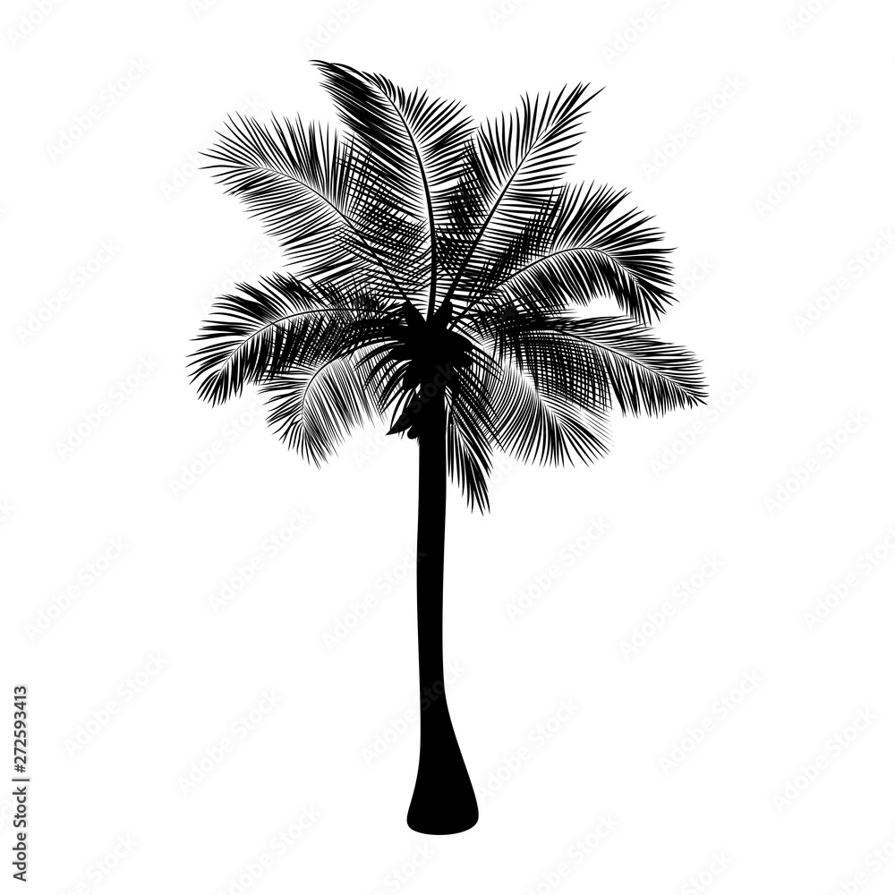 Obraz premium Palm tree, black silhouette, isolated on white, vector background.