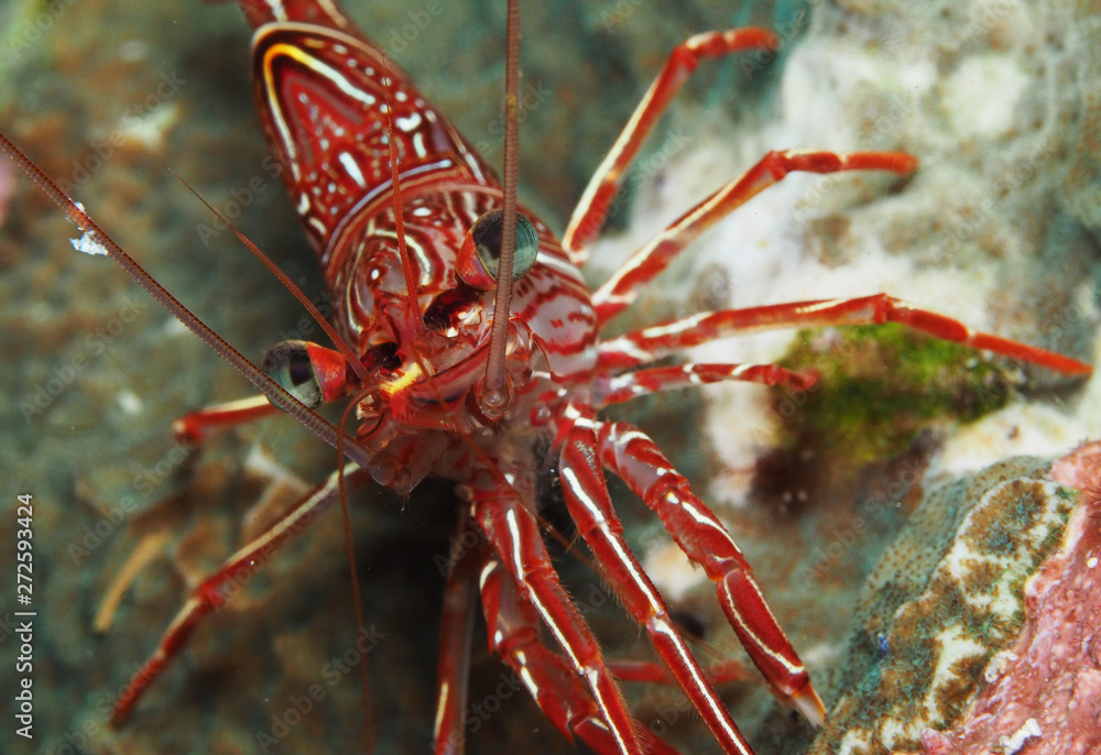 lobster on ice