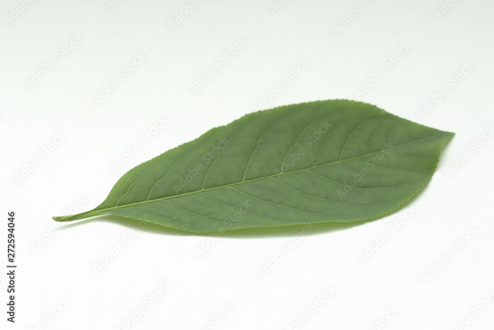 Obraz premium green leaf isolated on white background