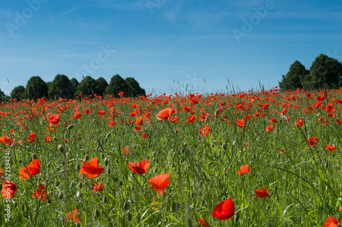 Mohn, blime, poppy, flowers, field, sky
