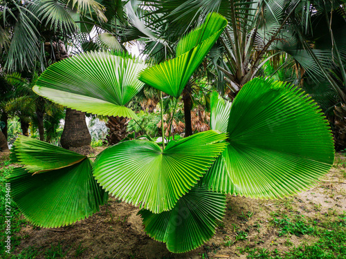 Sumawong's palm tree in a garden.Licuala peltata var. sumawongii or ARECACEAE plant.