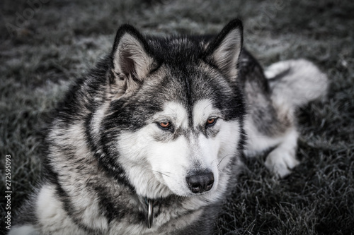 Dog breed alaskan malamute plays in a garden. Selective focus. Toned © strannik_fox