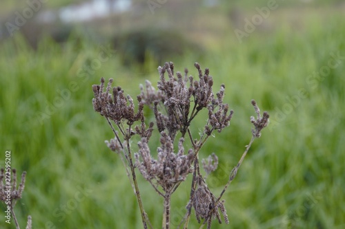 Wonderful dry flower on a field somewhere in Australia 