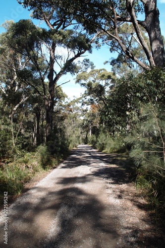 Interesting walk in an Australian forest somewhere between Melbourne and Sydney 