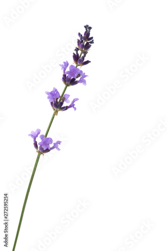 Lavender flowers isolated on white