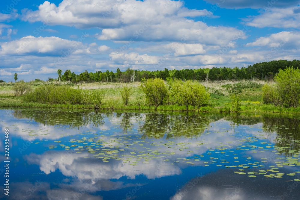  Pitchers in the lake, cloud and sky reflected in the water. Wildlife. Green meadow and forest