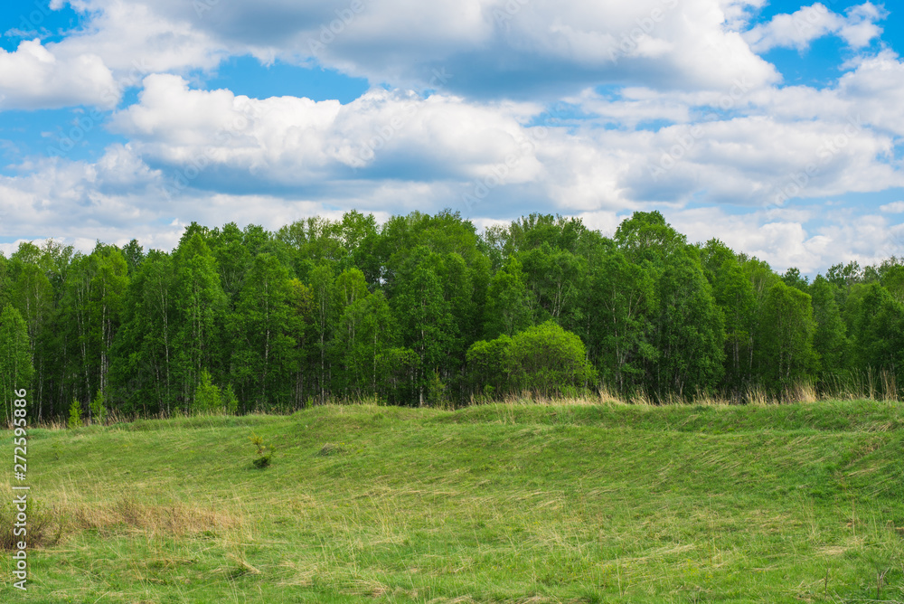 Fototapeta premium Green field. Wildlife. Meadow and forest. Cloudy sky Rural landscape.