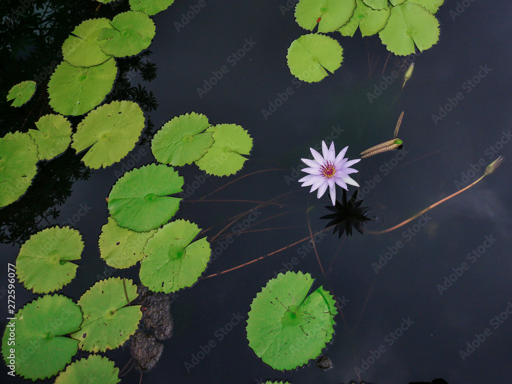 Beautiful purple Waterlily or Lotus Flower in pond. Beautiful purple Waterlily or Lotus Flower in pond.
