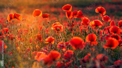 red poppies lit by a dial of the setting sun