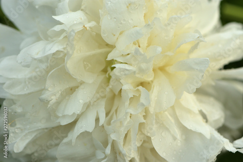 Closeup of white peony with raindrops on blurred green background