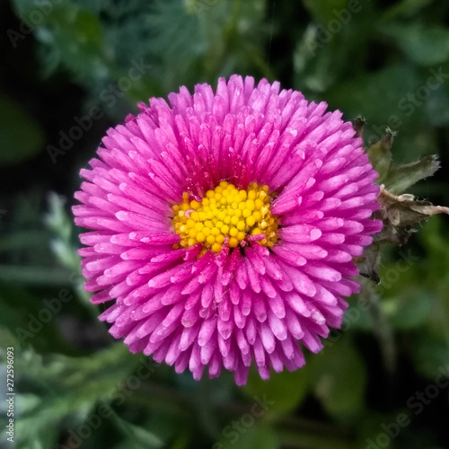 Pink and purple Daisy flower close up on green background. Bright summer photo suitable for background and other purposes