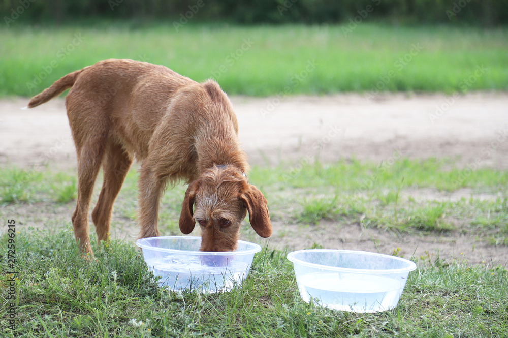 Should Dogs Drink Cold Or Warm Water