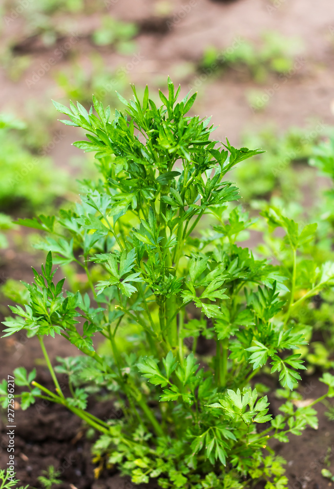 green fresh parsley growing in the garden green fresh parsley growing in the garden